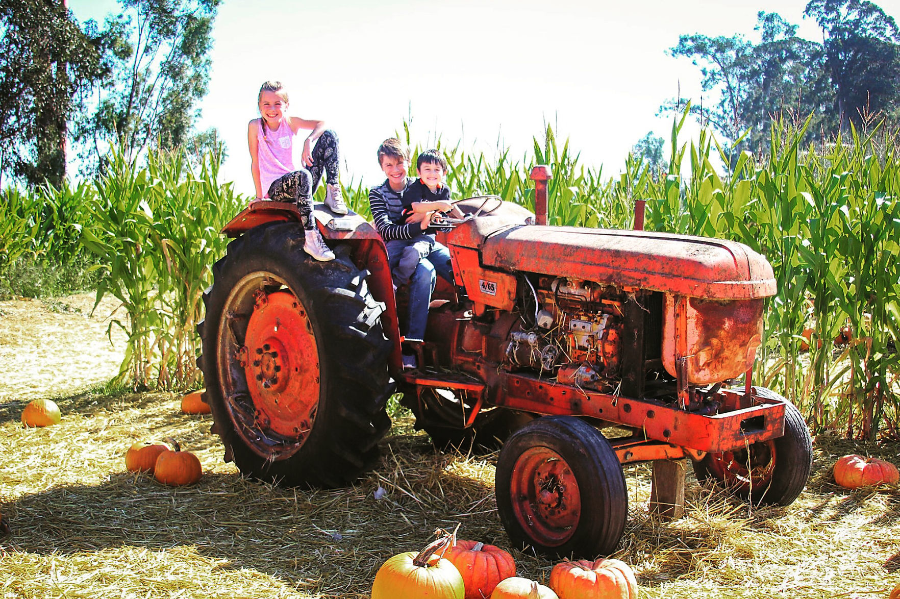 Pumpkin Patch